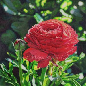 8" x 8" Faber Castell Polychromos on Drafting Film