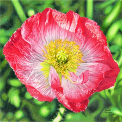 7.5" x 7.5" Faber Castell Polychromos on Drafting Film