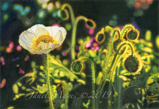 whitepoppy72dpiwatermarked